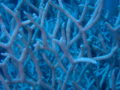 Melithaea rubrinodis