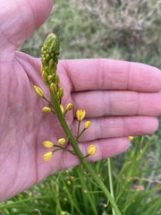 Bulbine semibarbata