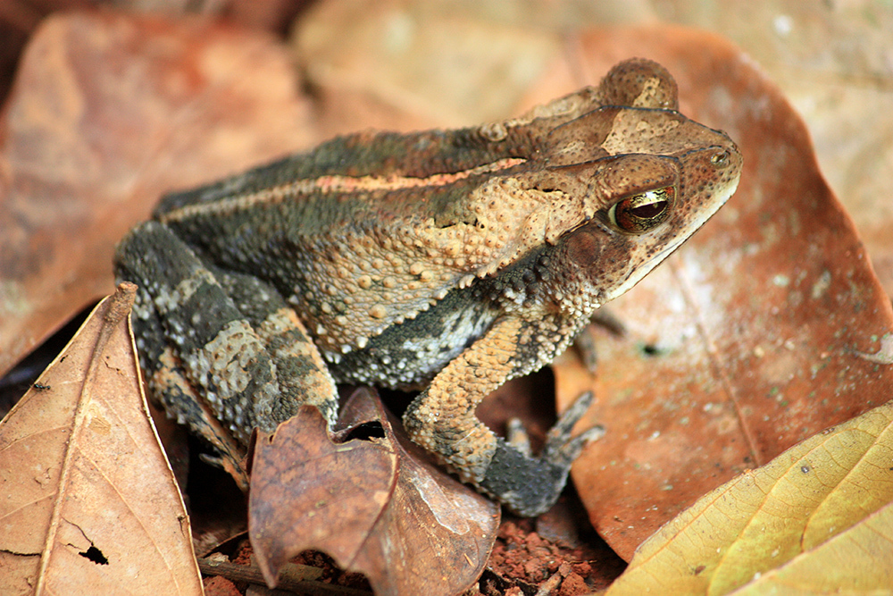 Aucion's Stream Toad