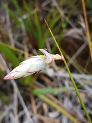 Johnsonia lupulina