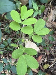 Senna pendula glabrata