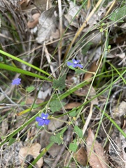 Dampiera hederacea