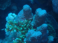 Porites rus