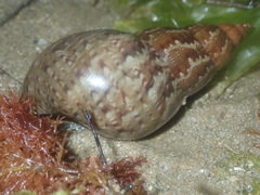 Phasianella australis