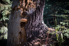 Ganoderma oregonense