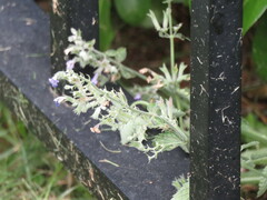 Nepeta