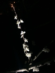 Prunus limeixing