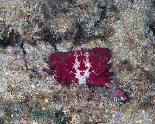 Liomera rubra observed 2022-09-26