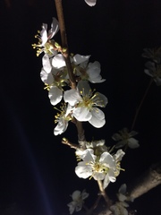 Prunus limeixing