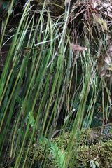 Haplopteris elongata