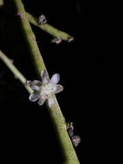 Rhipsalis floccosa
