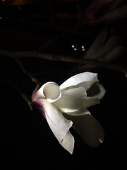 Magnolia