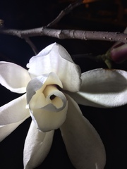Magnolia