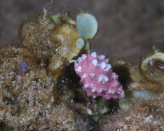 Calcinus guamensis