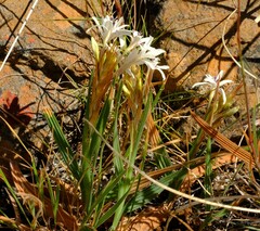 Babiana spathacea