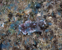 Pseudoceros leptostictus