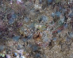 Scorpaenidae