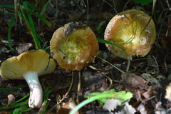 Russula alutacea