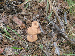 Armillaria borealis