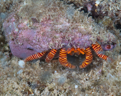 Ciliopagurus strigatus