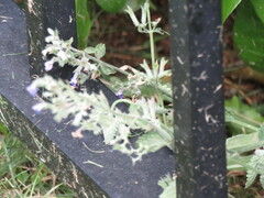 Nepeta