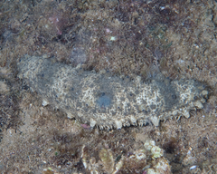 Holothuria pervicax