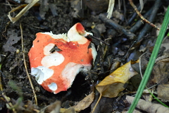 Russula lepida