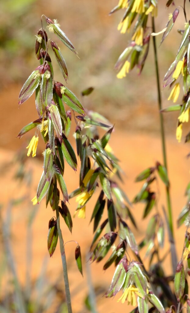 Ehrharta eburnea