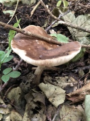 Pluteus cervinus