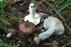 Russula atropurpurea