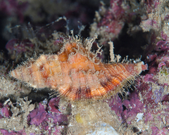 Monoplex pilearis