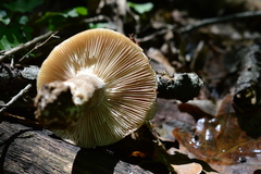 Russula adusta