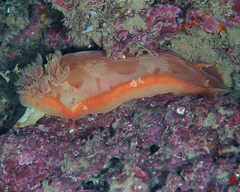 Hexabranchus sanguineus