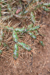 Opuntia aurantiaca