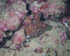 Callistoctopus luteus