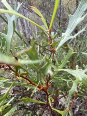 Hakea ceratophylla