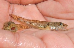 Glossogobius giuris
