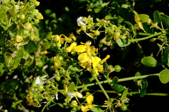 Roepera foetida