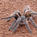 Mexican Chocolate Tarantula - Photo (c) Daniel Aguilar Bazán, some rights reserved (CC BY-NC), uploaded by Daniel Aguilar Bazán