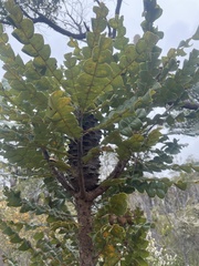 Banksia grandis