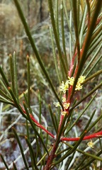 Hakea pachyphylla