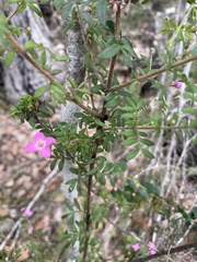 Boronia gracilipes