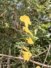 Dioscorea transversa