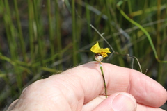 Xyris juncea