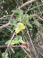 Dioscorea transversa