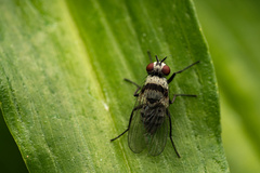 Anthomyia