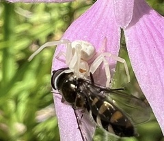 Zygometis xanthogaster