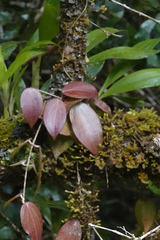 Hoya