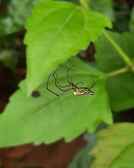 Leucauge decorata