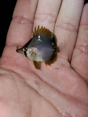 Chaetodon ocellatus